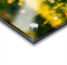  The rabbit eats bananas Acrylic print