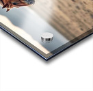 The Majestic Horse Running Wild Acrylic print