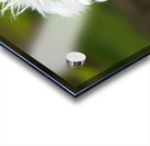 Alpaca with a Funky Hairstyle Acrylic print