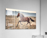 The Majestic Horse Running Wild Acrylic Print