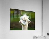 Alpaca with a Funky Hairstyle Acrylic Print