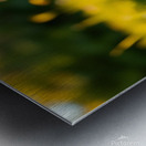  The rabbit eats bananas Metal print