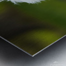 Alpaca with a Funky Hairstyle Metal print