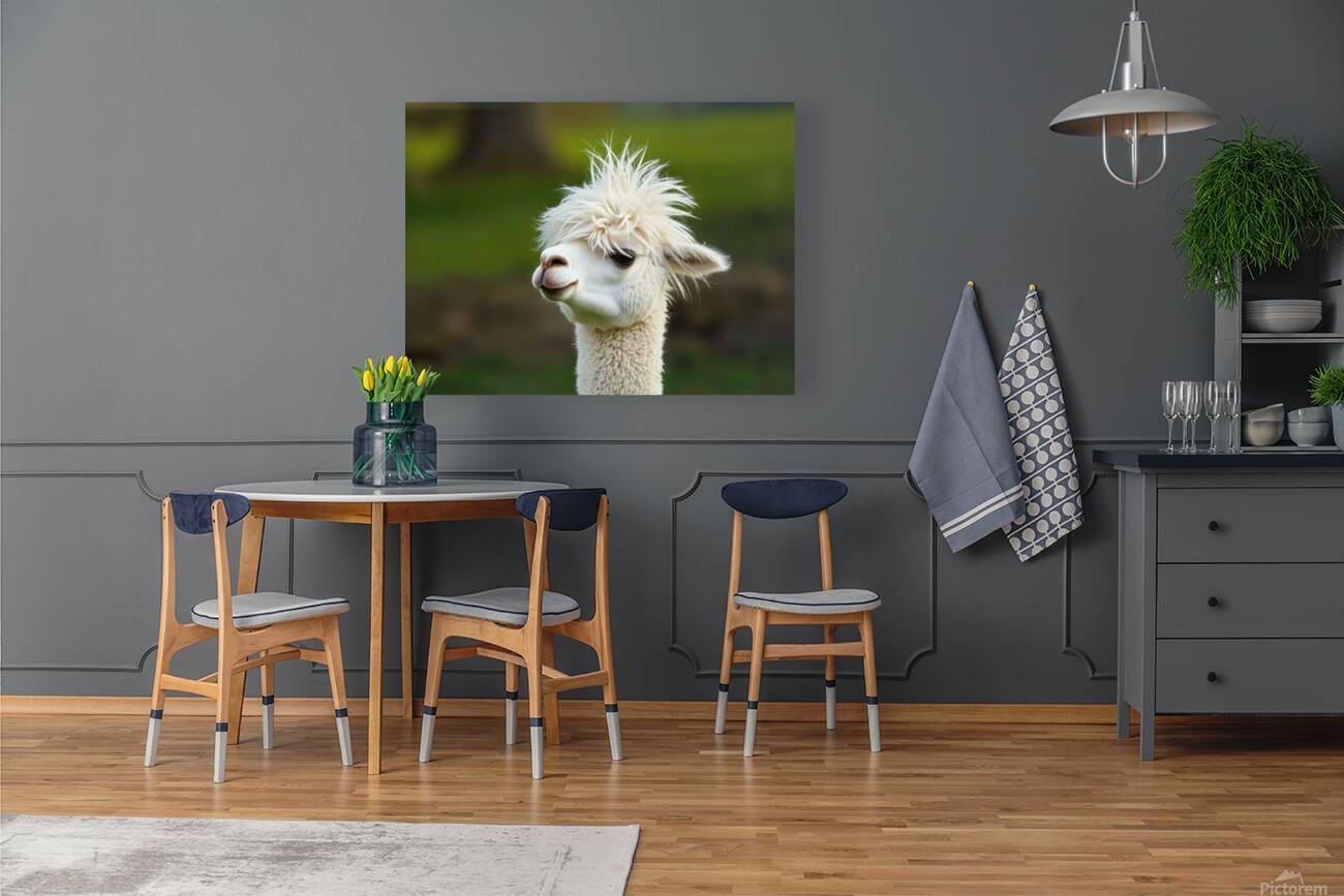 Alpaca with a Funky Hairstyle Reproduction