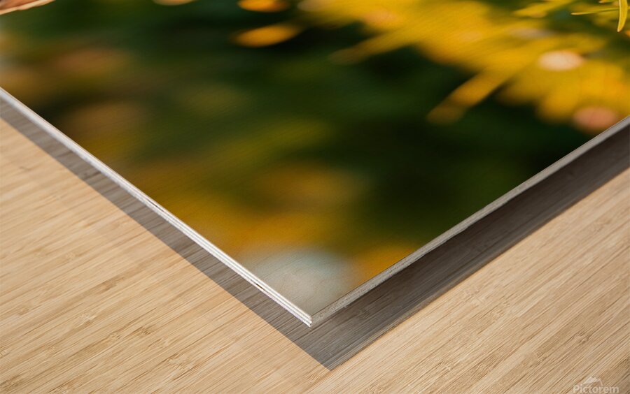  The rabbit eats bananas Wood print