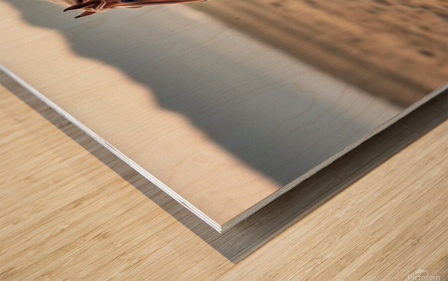 The Majestic Horse Running Wild Wood print