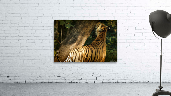Indian Tiger Wall Preview