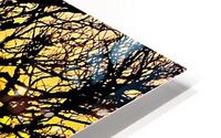 Trees at Sunset  HD Metal print
