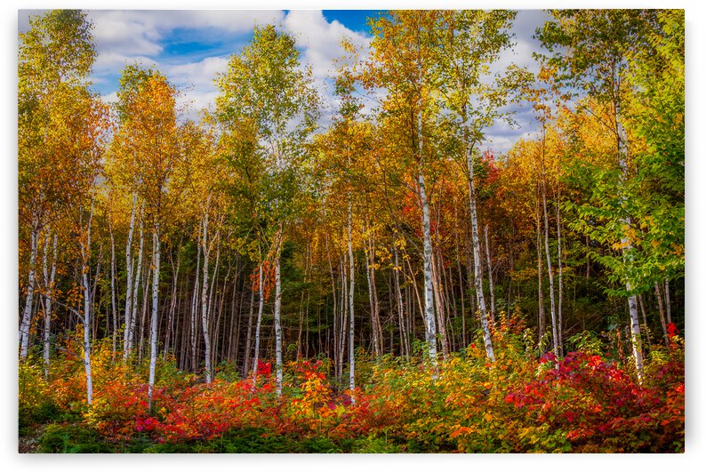 Birch change the summer green for autumn yellow by Jeff Folger