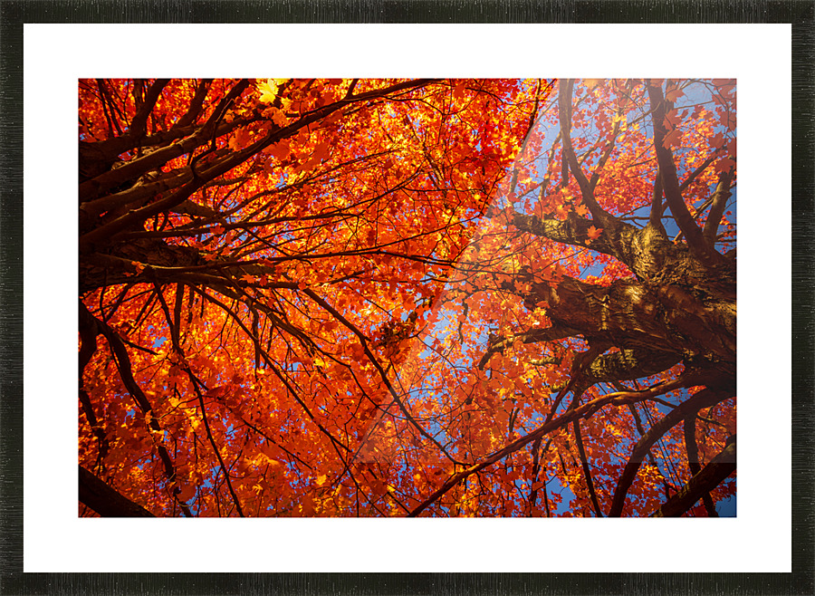 Autumn on Fire Overhead Picture Frame print