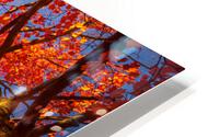 Autumn on Fire Overhead HD Metal print