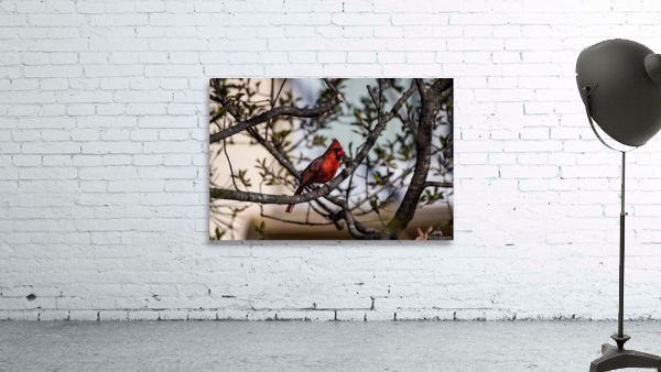 Red Cardinal in Spring Wall Preview