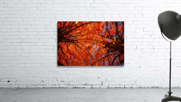 Autumn on Fire Overhead Wall Preview