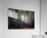 In The Midst Acrylic Print