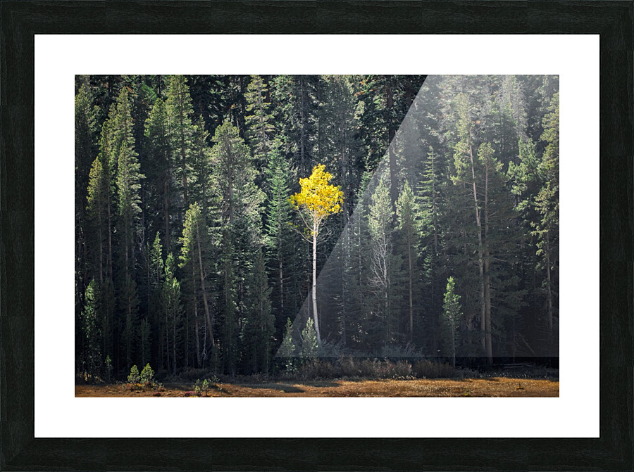 In The Midst Picture Frame print