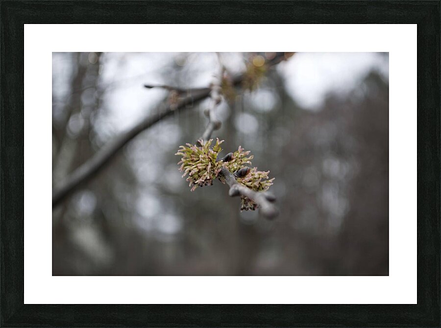 DSC 1353.NEF Picture Frame print