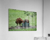 Lunch time Acrylic Print