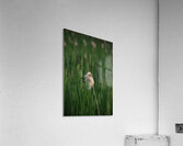 Fall Reeds Acrylic Print