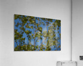 Posing amongst the trees Acrylic Print
