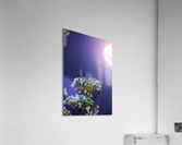 A Springtime Bloom and Shine Acrylic Print