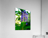 Blue Ginger Acrylic Print