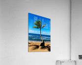 A Leaning Palm Tree Acrylic Print