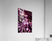 Medinilla magnifica In Bloom Acrylic Print
