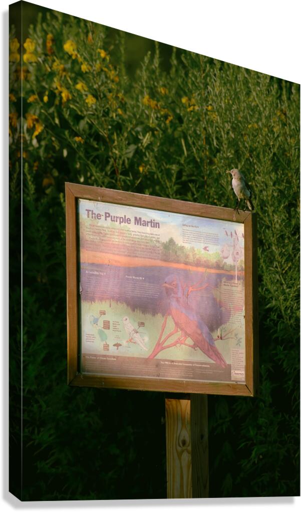 Purple Martin Returns Canvas Print