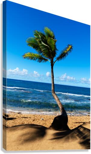 A Leaning Palm Tree Canvas Print