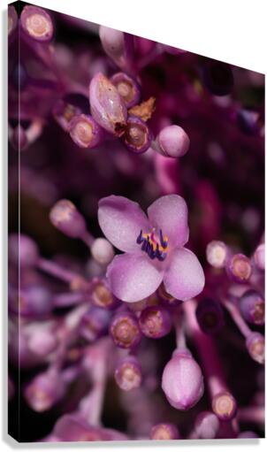 Medinilla magnifica In Bloom Canvas Print