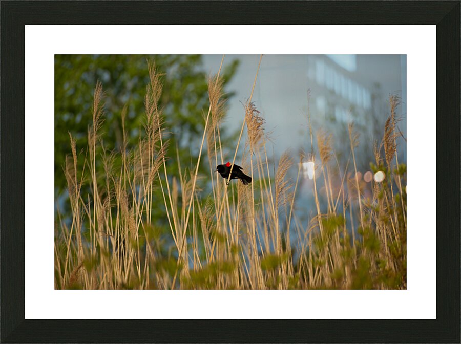  Fine Art print