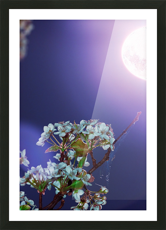 A Springtime Bloom and Shine Picture Frame print