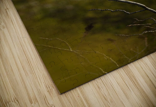 Tree swallows at work KajanCollective puzzle