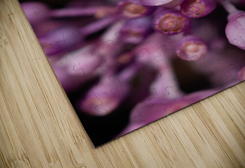 Medinilla magnifica In Bloom KajanCollective puzzle