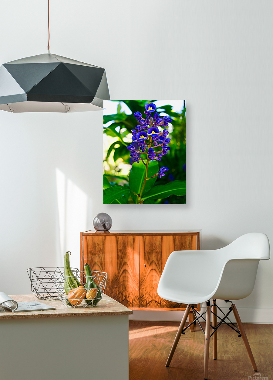Blue Ginger Reproduction
