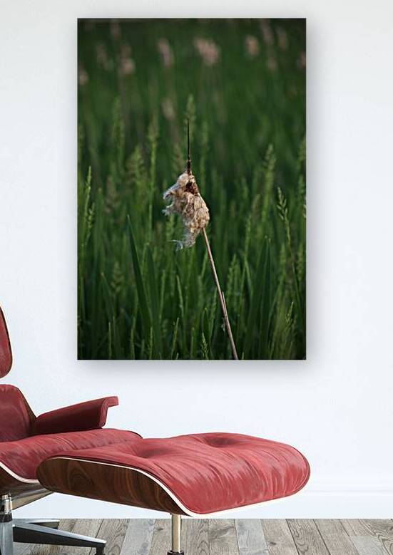 Fall Reeds Reproduction