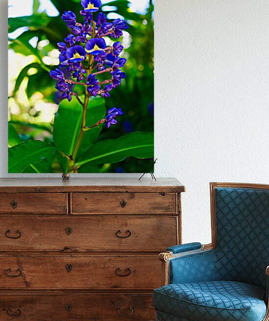 Blue Ginger Reproduction