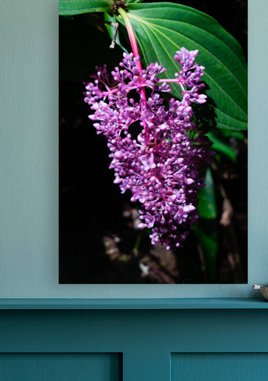 Medinilla magnifica Bunches by KajanCollective
