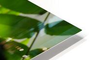 Glowing leaves HD Metal print