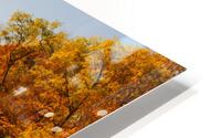 Fall Reflections HD Metal print