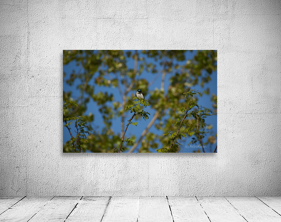 Posing amongst the trees Wall Preview