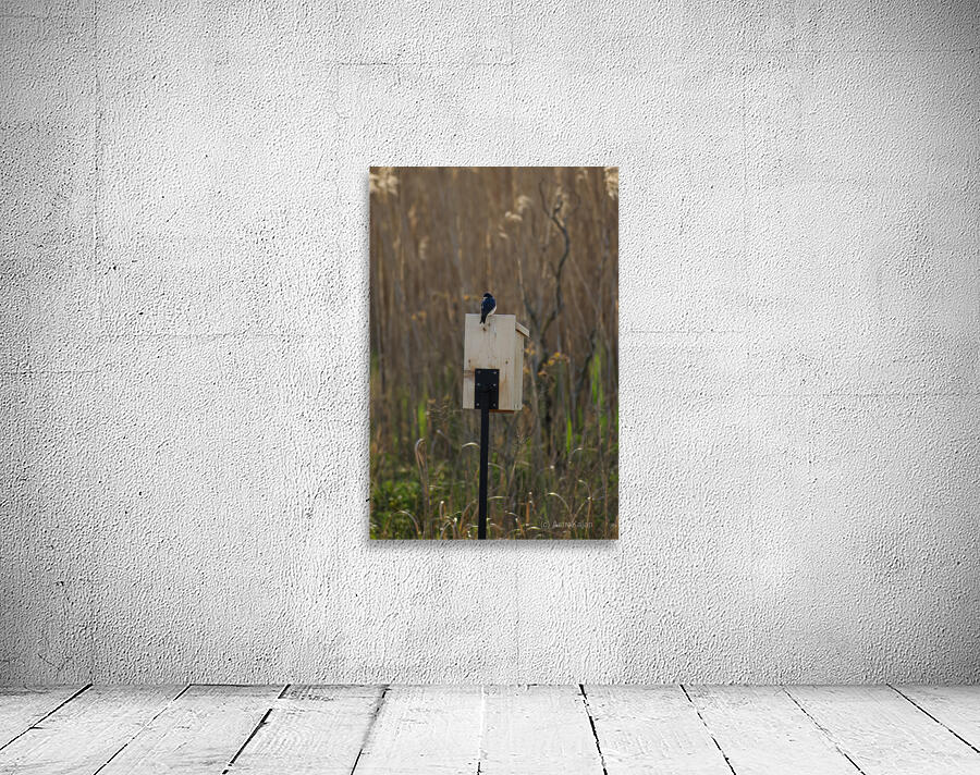 Hanging around at home Wall Preview
