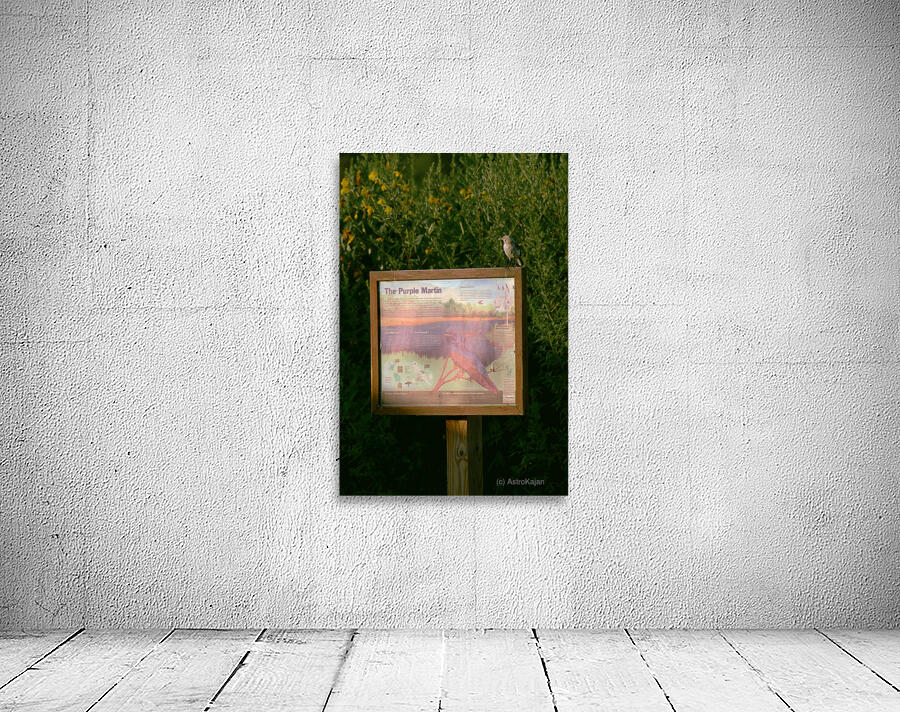 Purple Martin Returns Wall Preview