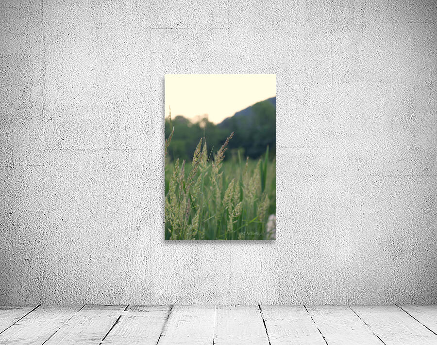 Spring time reeds Wall Preview