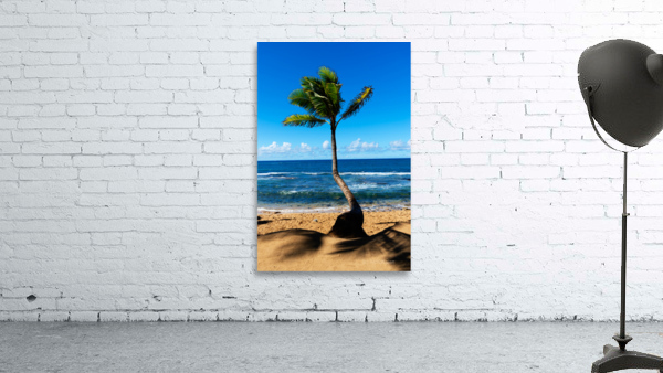 A Leaning Palm Tree Wall Preview