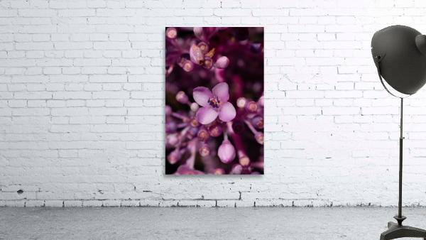 Medinilla magnifica In Bloom Wall Preview