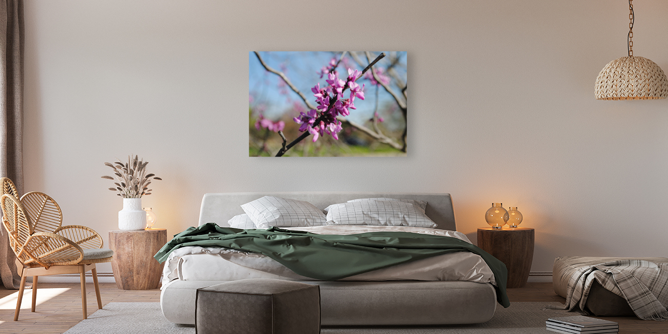 Springing Redbud Reproduction