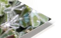 Dew drops HD Metal print