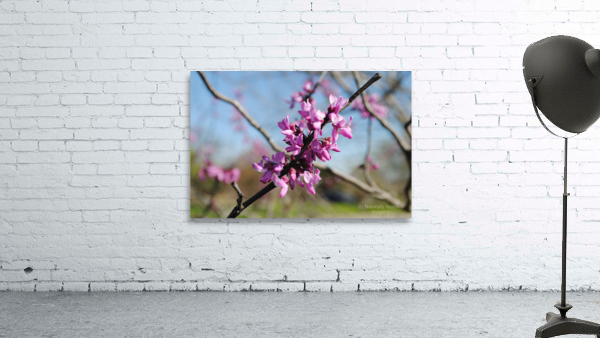 Springing Redbud Wall Preview