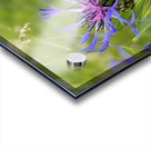 Corn Flower Acrylic print